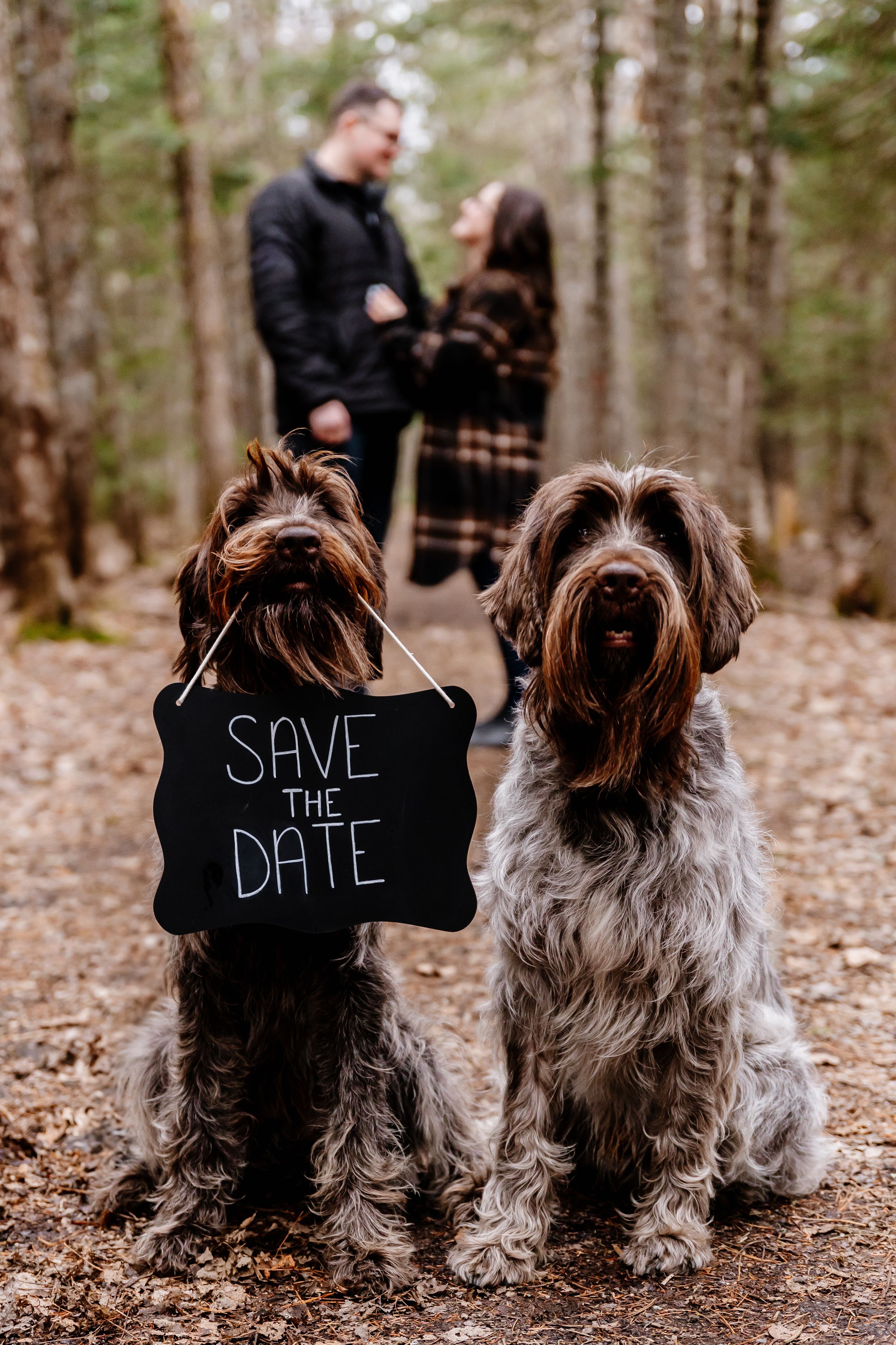 Two wirehaired pointing griffon dogs holding Save the Date sign with couple in forest background.