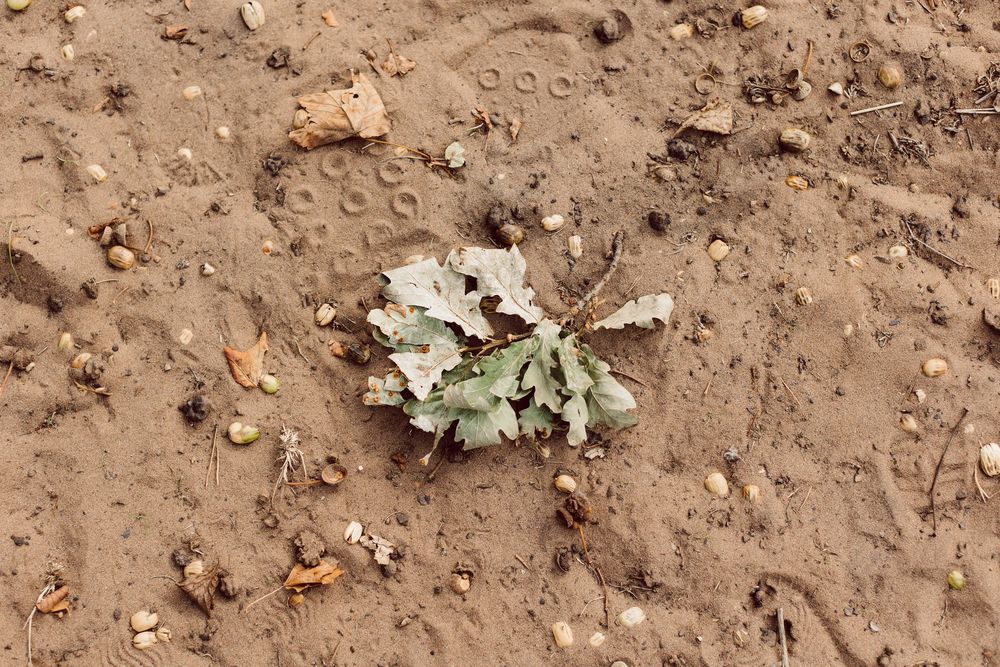 Close-up view of dry dirt ground with scattered leaves and debris.