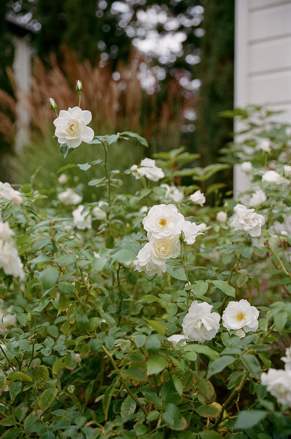 White roses bloom against lush green foliage in a garden border along a white fence.