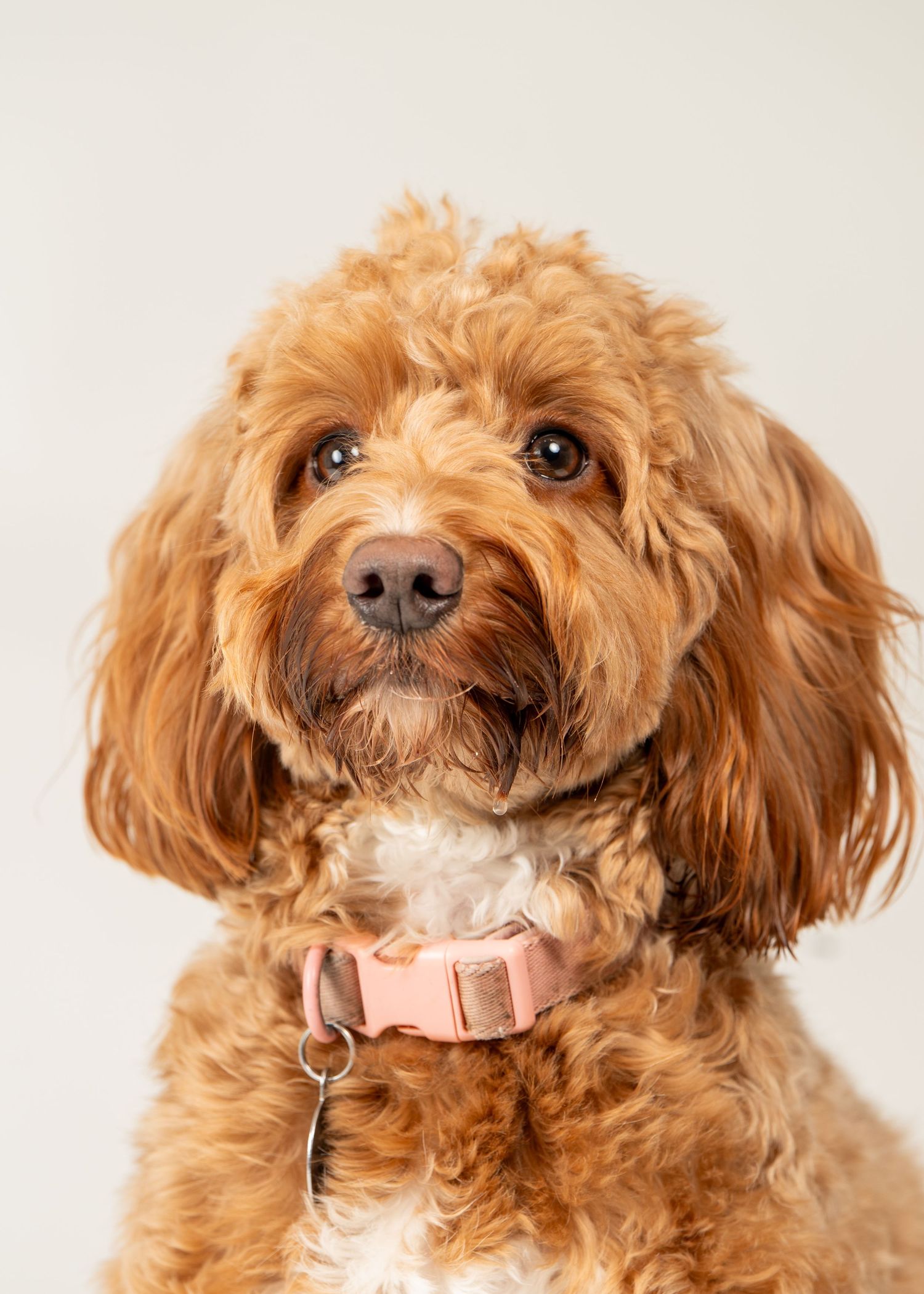 pet photography barnsley