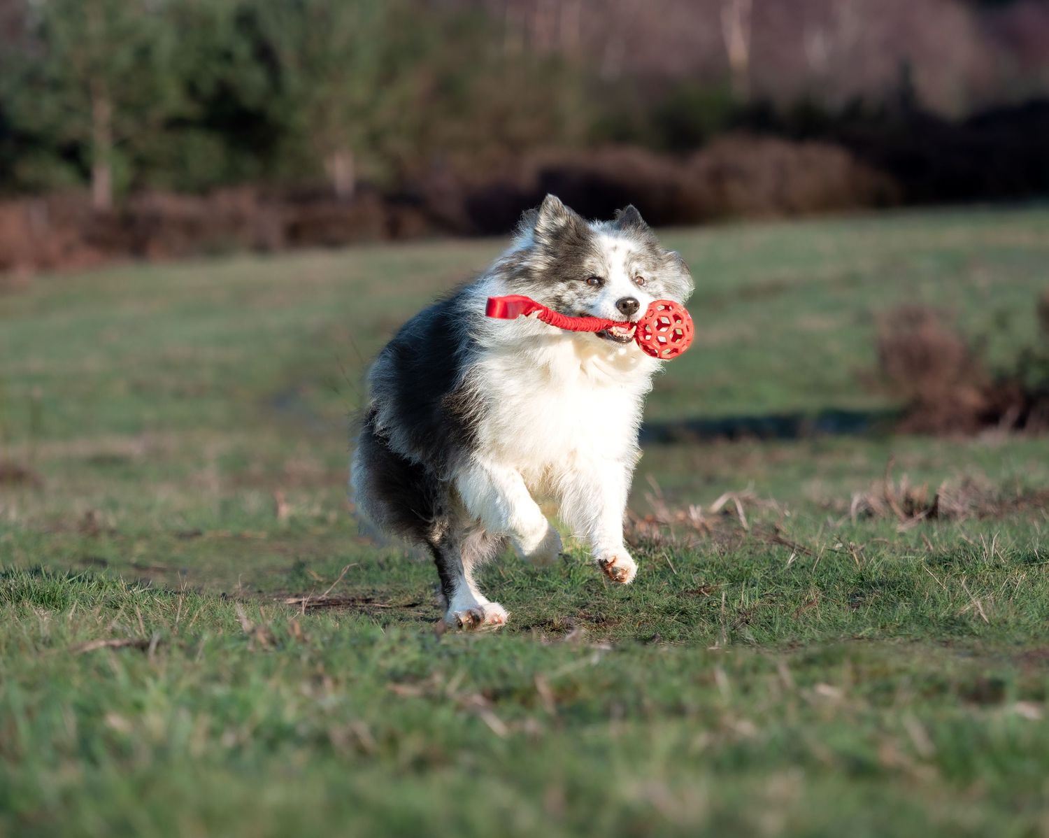 Collie dog running across Sherwood pines with his favouite red toy. Nottinghamshire
wedding photographer
nottingham photographer
derby photo