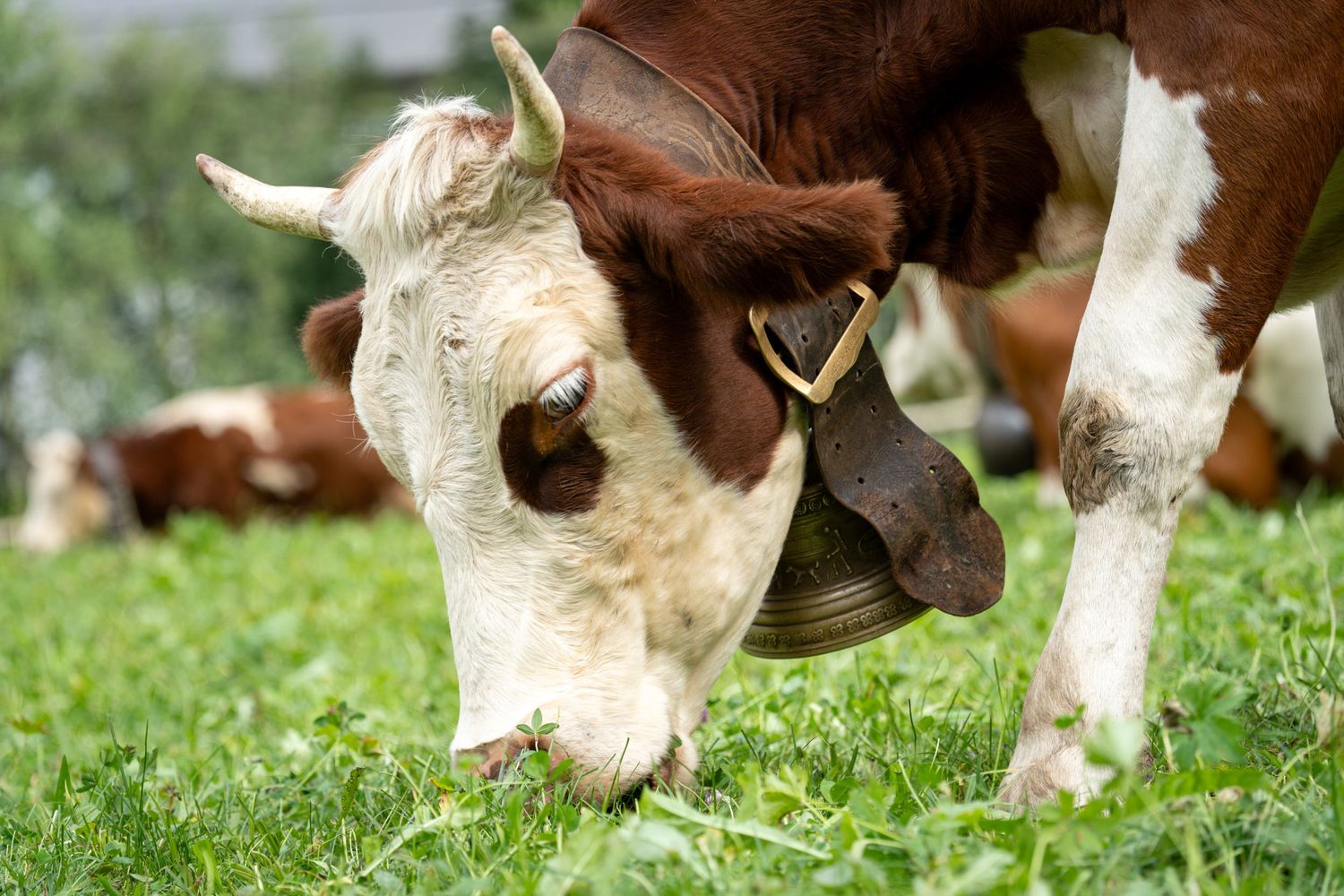 Swiss Cow
