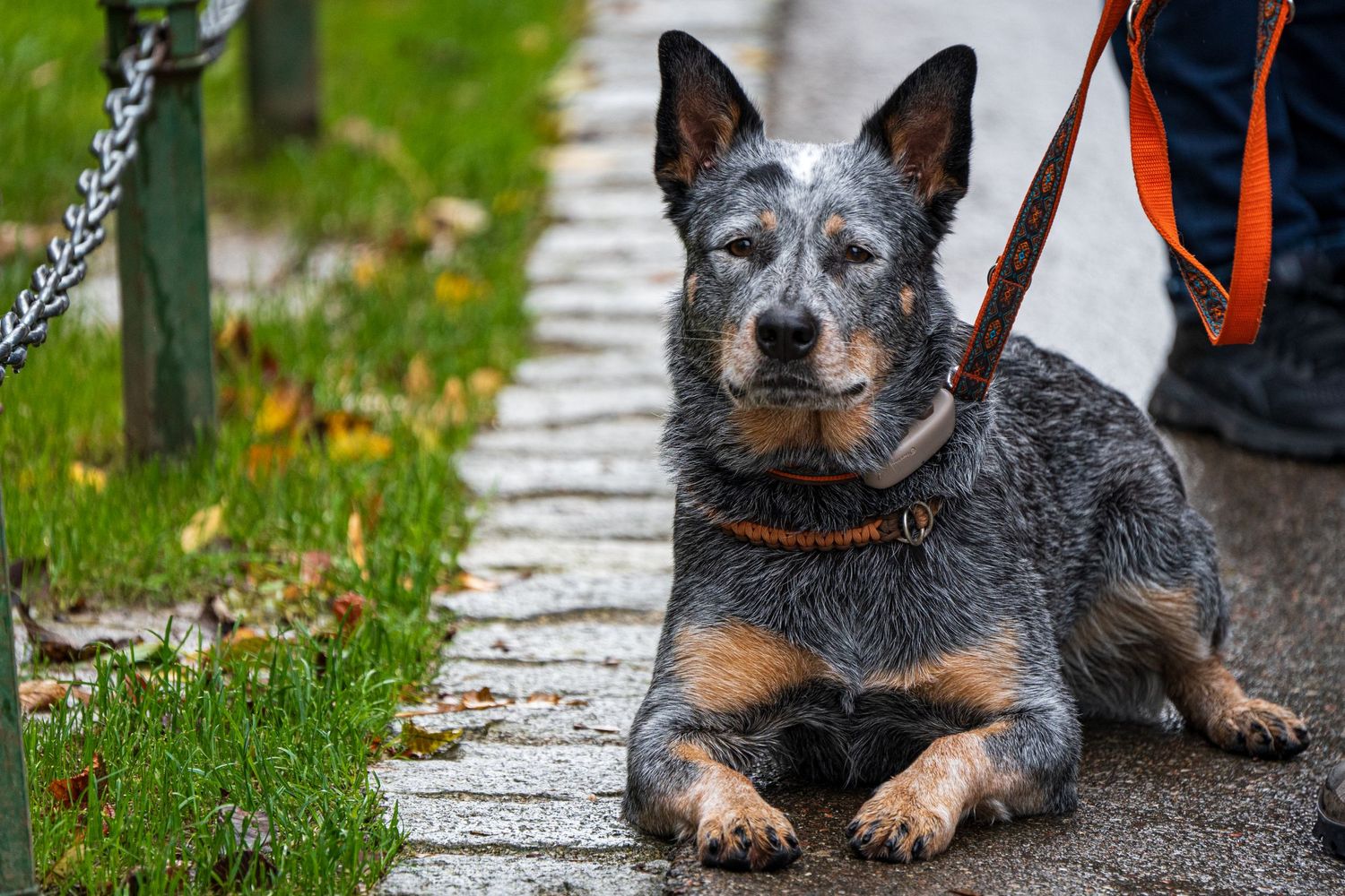 German Dog