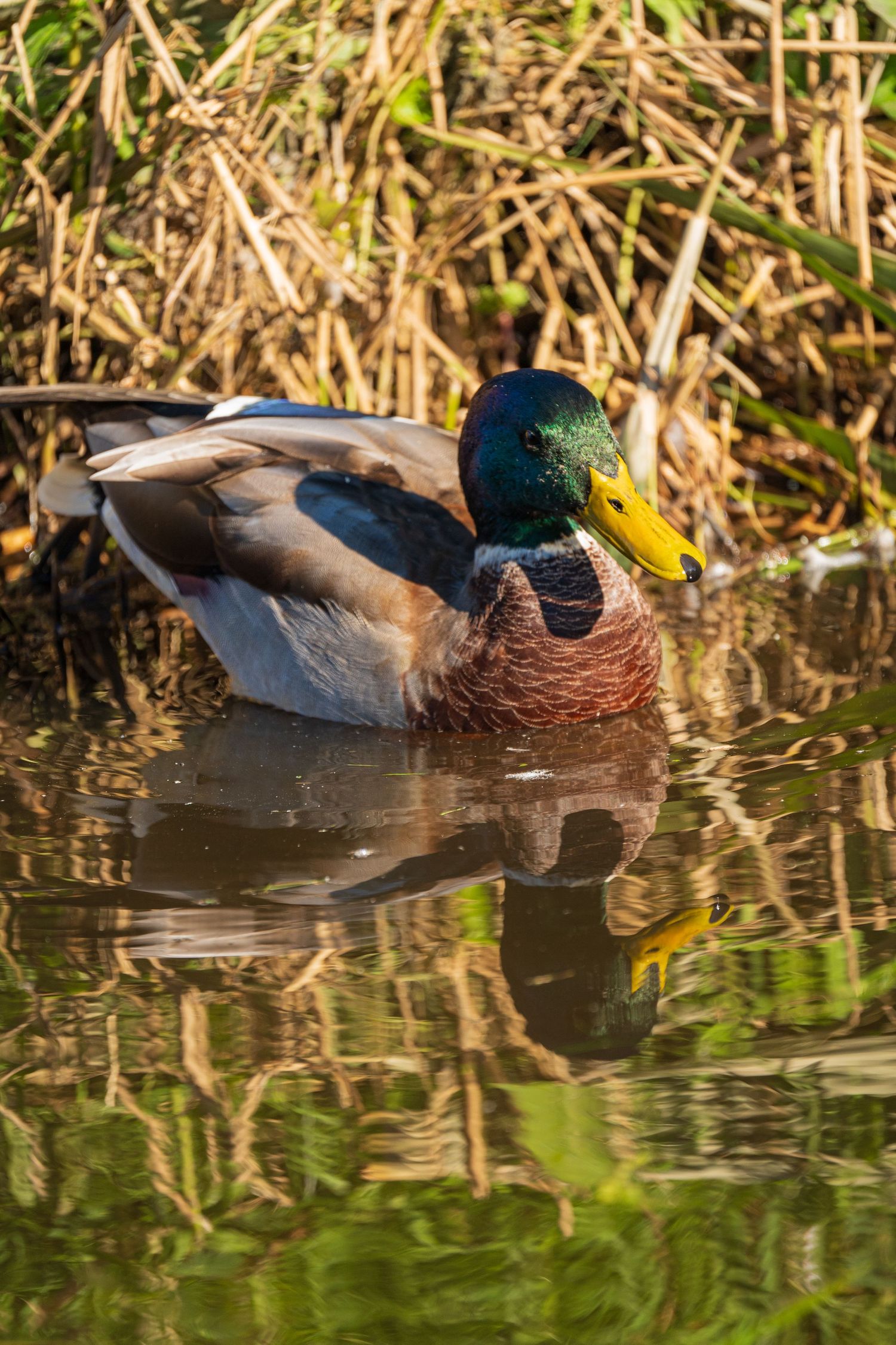 German Duck