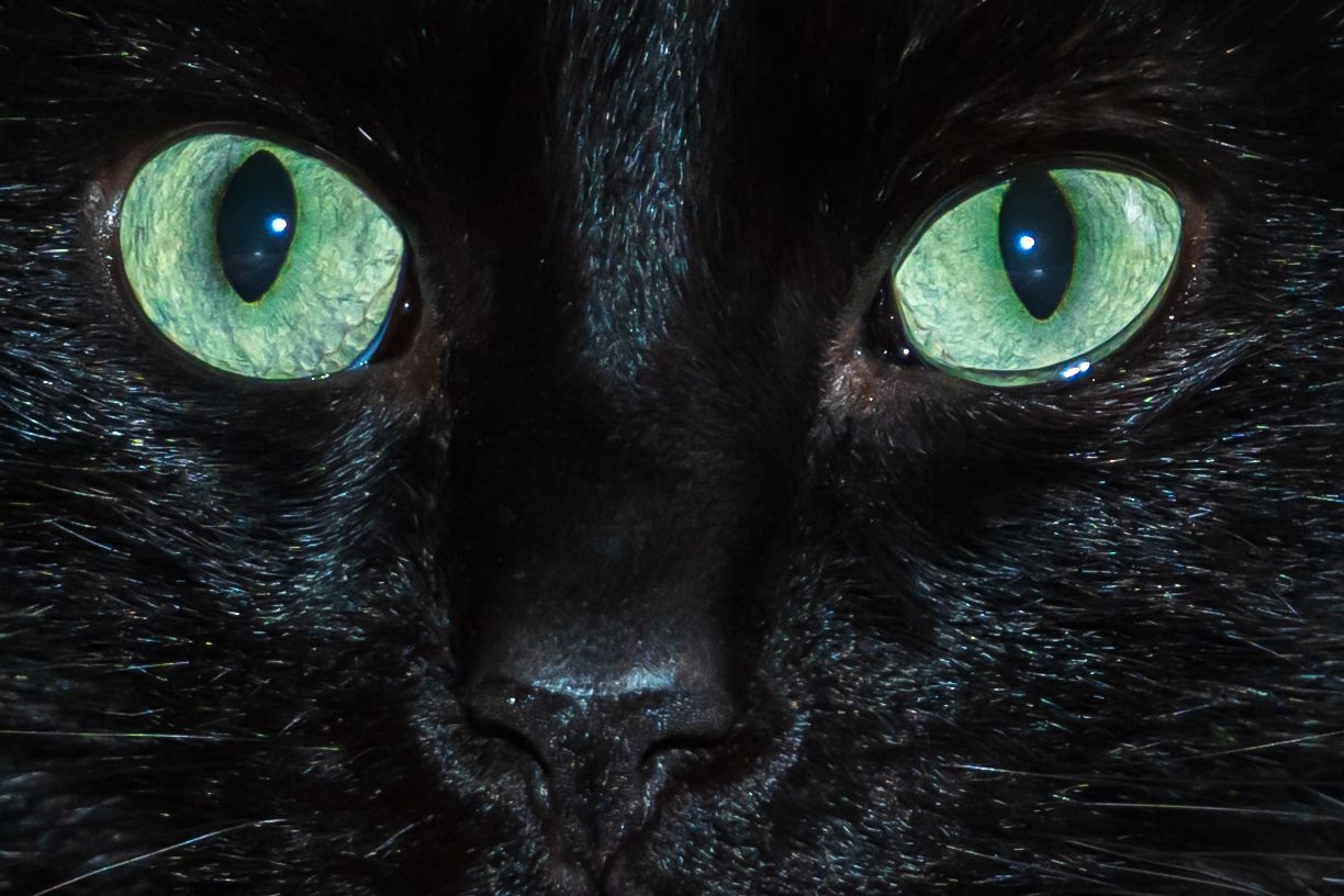 Salem Closeup