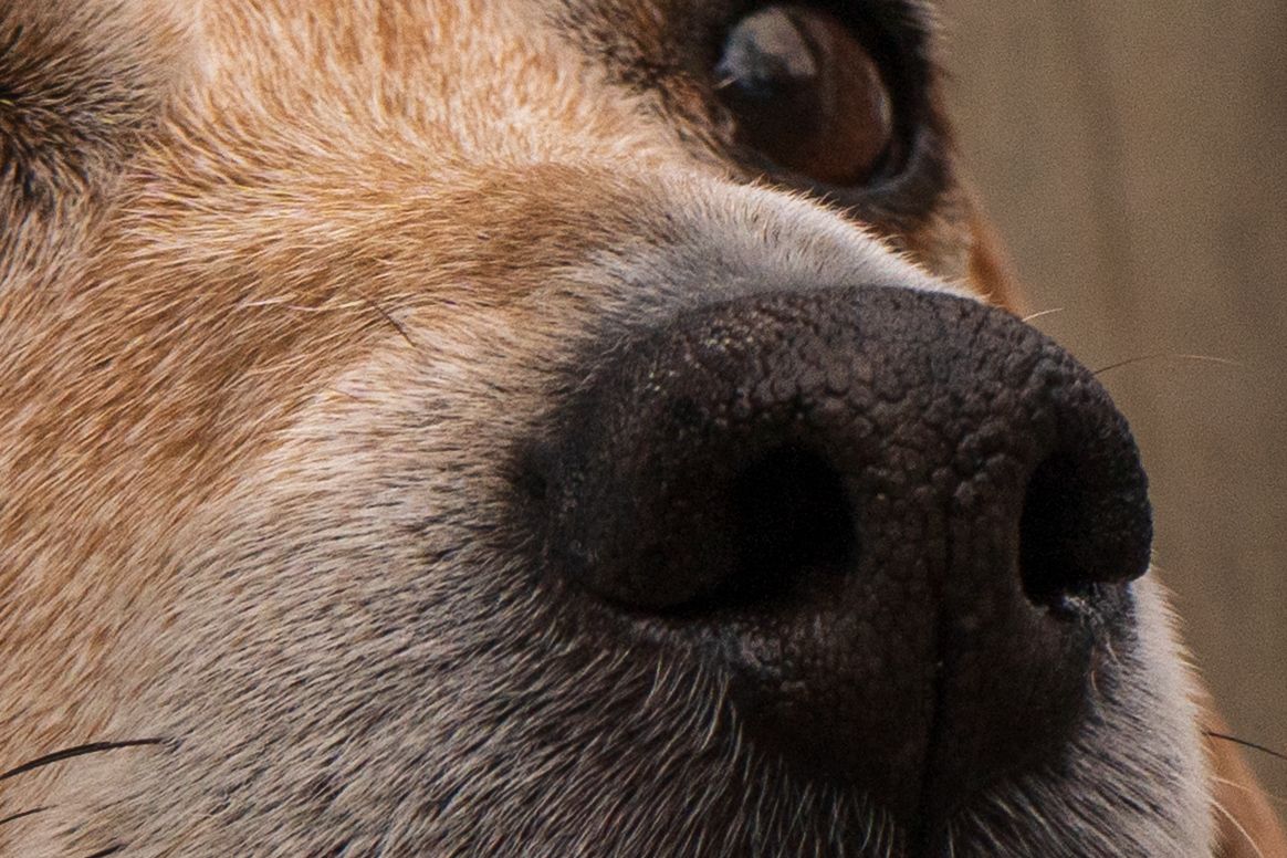 Texas Closeup