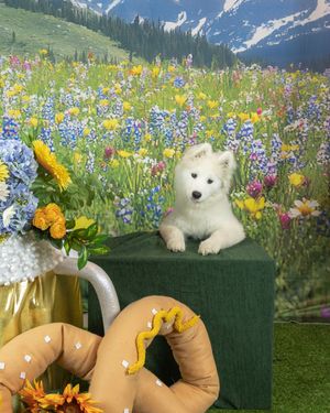 A white puppy sits among colorful wildflowers in a mountain meadow with snow-capped peaks in the background.
