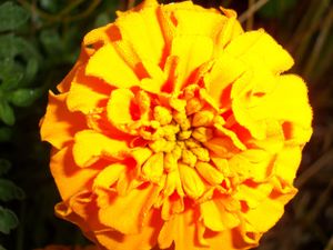Close-up of a bright yellow and orange marigold flower in full bloom.