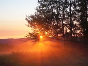 Golden sunburst through pine trees at sunset creating dramatic light rays through fog.