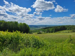 Rolling green hills with yellow wildflowers under puffy white clouds on a summer day.