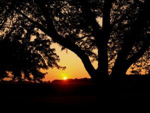 Dramatic sunset silhouettes a large oak tree against an orange sky.