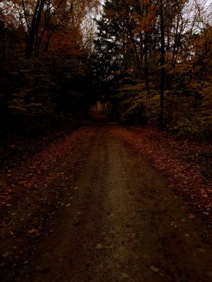 Dirt path through autumn forest covered in fallen leaves at twilight.