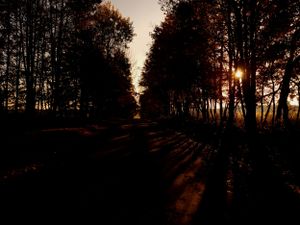 Golden sunset light filters through silhouetted trees along a forest path.
