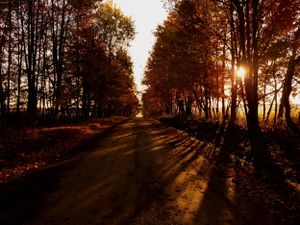 Dramatic sunburst through autumn trees casting long shadows across a winding forest trail.