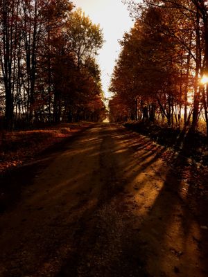 Autumn forest path illuminated by warm evening sunlight streaming through the trees.