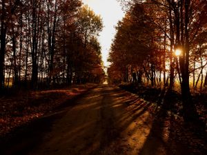 Setting sun creates golden light rays through trees along a serene forest trail.