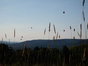 Distant hot air balloons floating above silhouetted cattails against a bright sky.