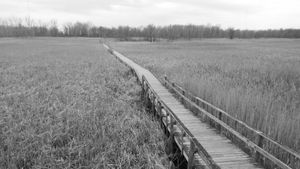 Wooden boardwalk extends through tall grass in a wetland marsh area.