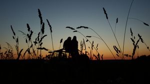 Silhouettes of tall grass against a dusky evening sky.