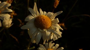 Close-up view of white daisy flowers with yellow centers against a dark background.