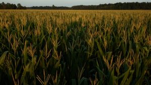 Golden cornfield stretches across the horizon during sunset with stalks illuminated by warm evening light.