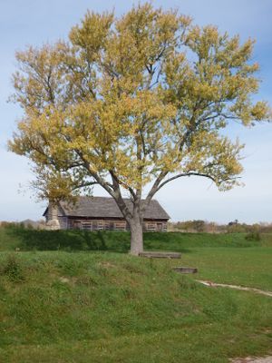 Historic log cabin beneath a large golden-leafed tree in an autumn prairie landscape.