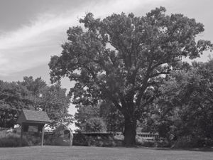 Row of mature oak trees lining a residential street in black and white.