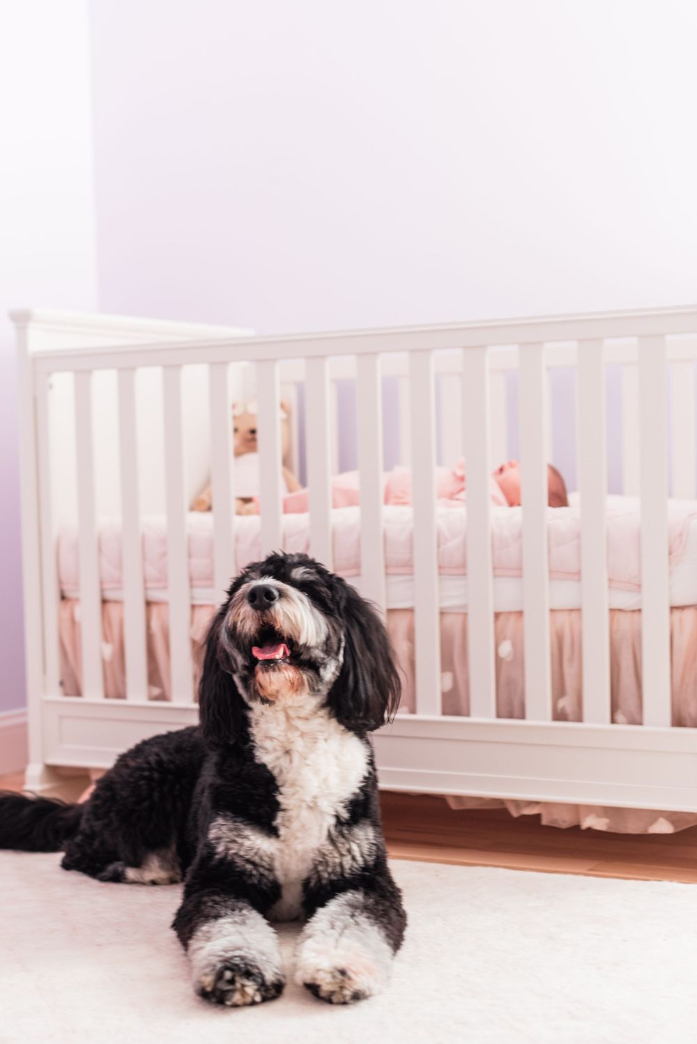 Black and white dog sits on floor in front of white baby crib in pink nursery room.
