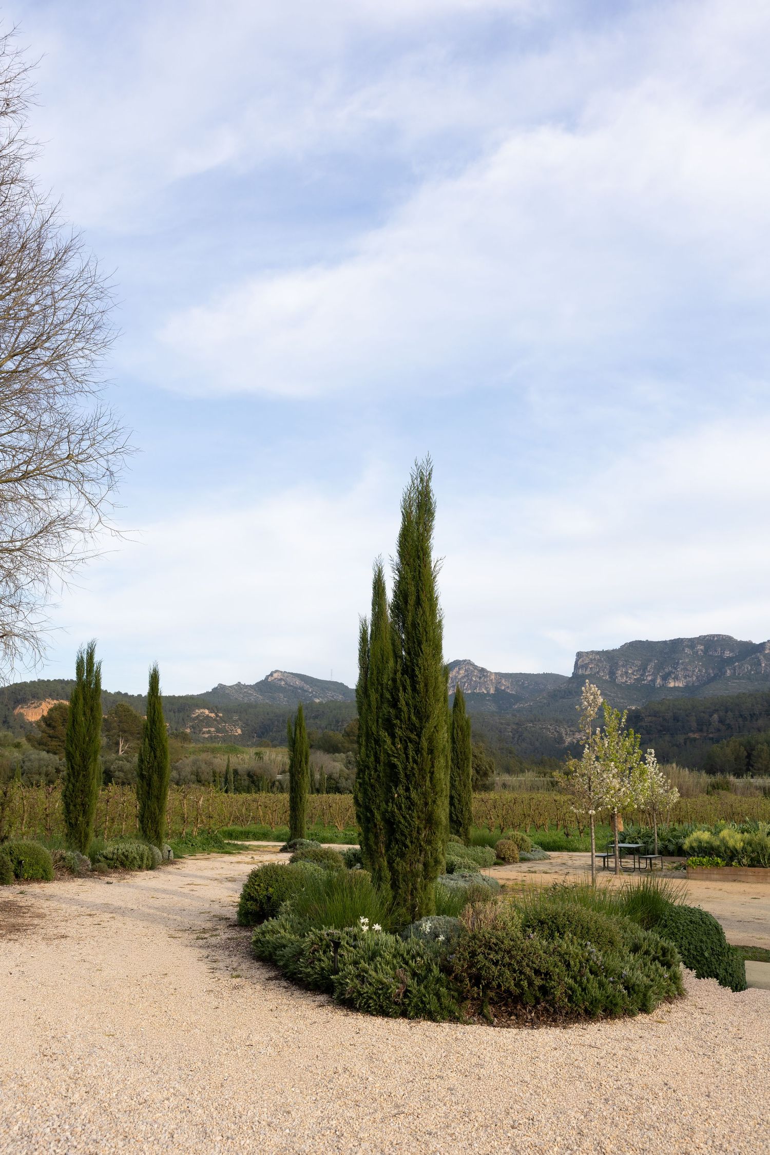 Mediterranean garden with tall cypress trees, gravel path, and mountain backdrop under a cloudy sky.