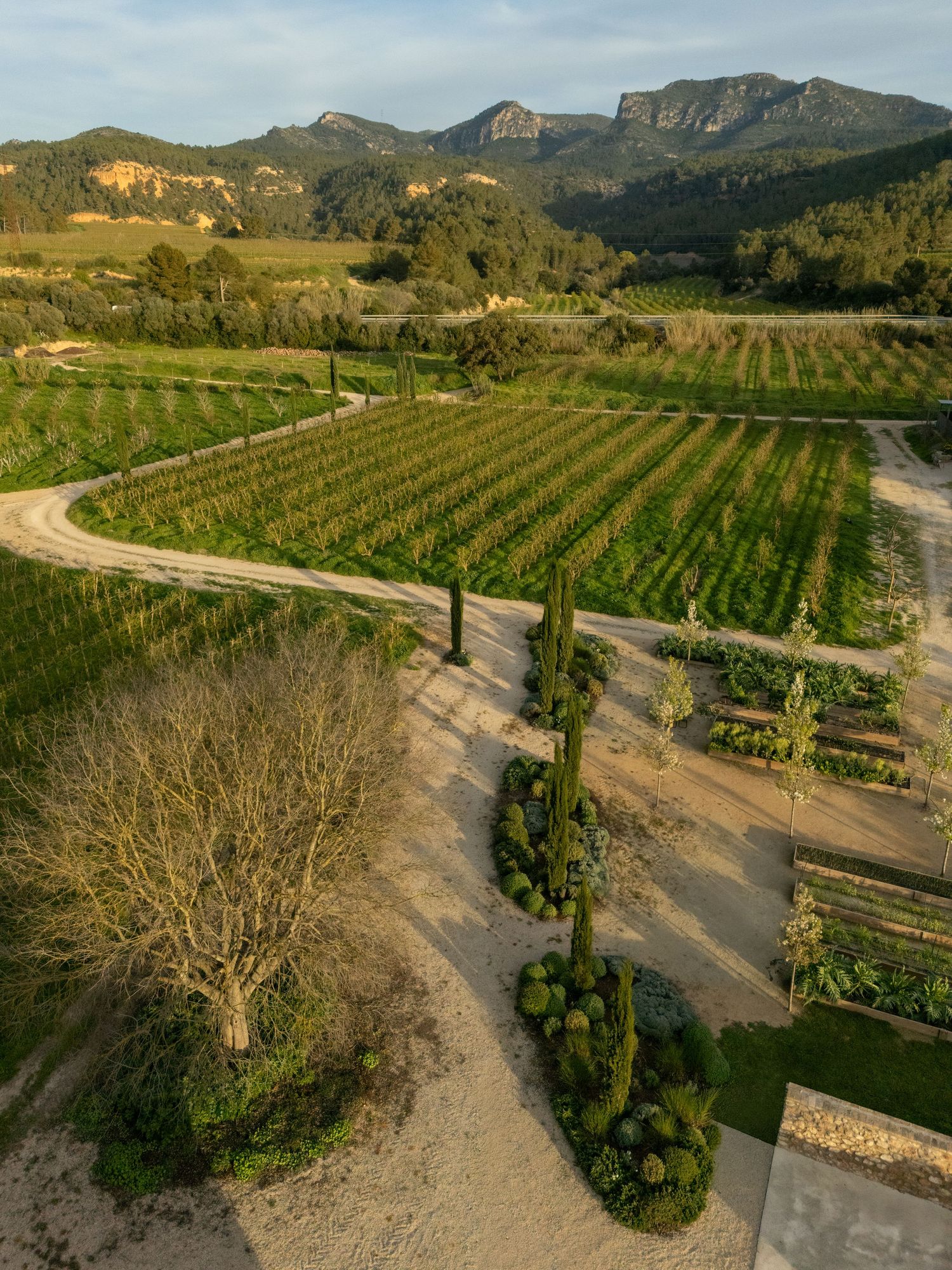 Aerial view of lush vineyard rows with cypress trees, manicured gardens, and mountain backdrop in warm golden light.