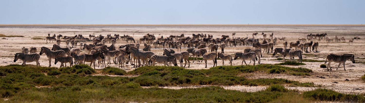 A large herd of zebras gathered on the arid plains of Etosha National Park, Namibia.