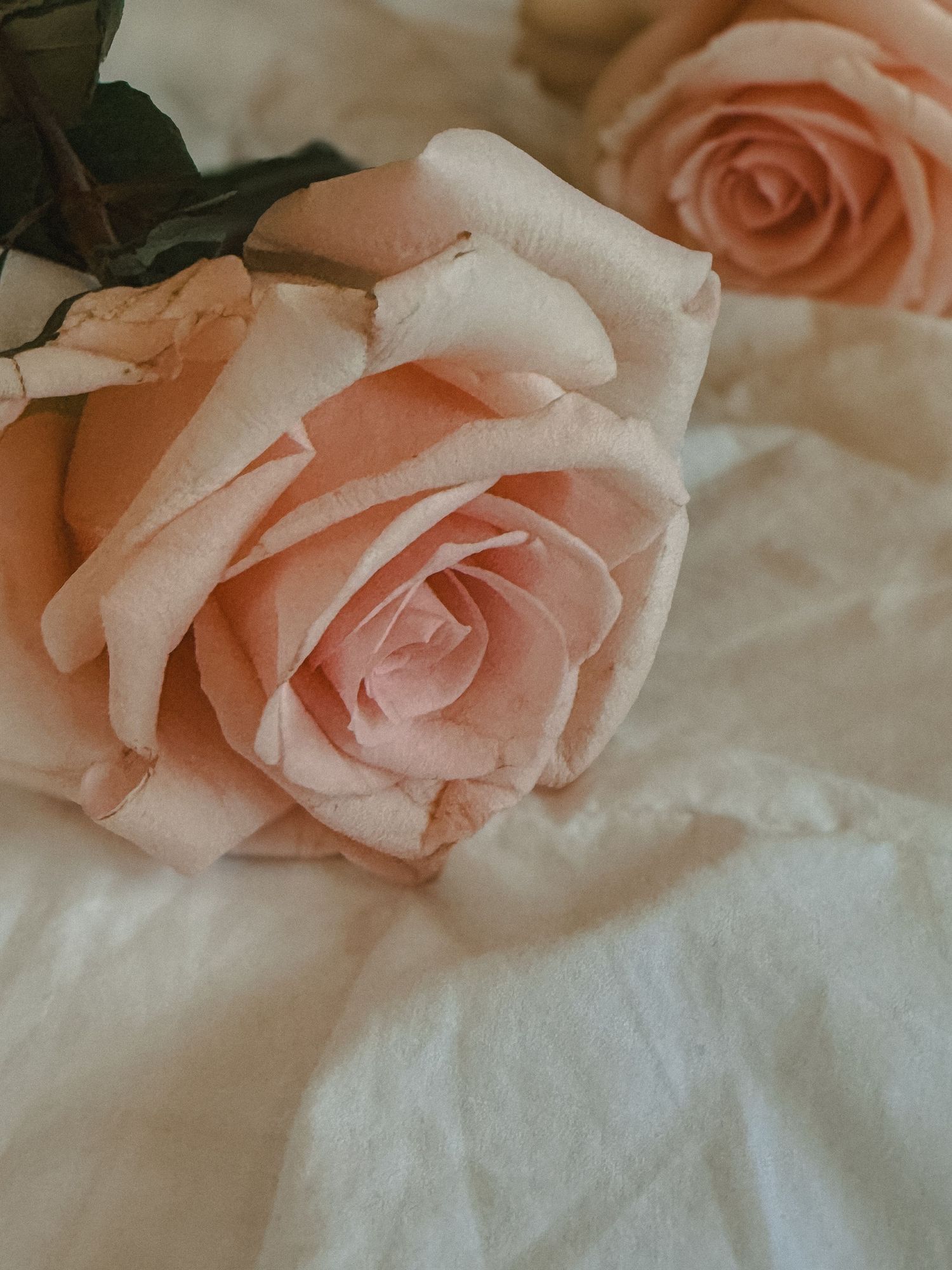 Close-up of soft pink roses resting on white crinkled fabric in warm muted tones.