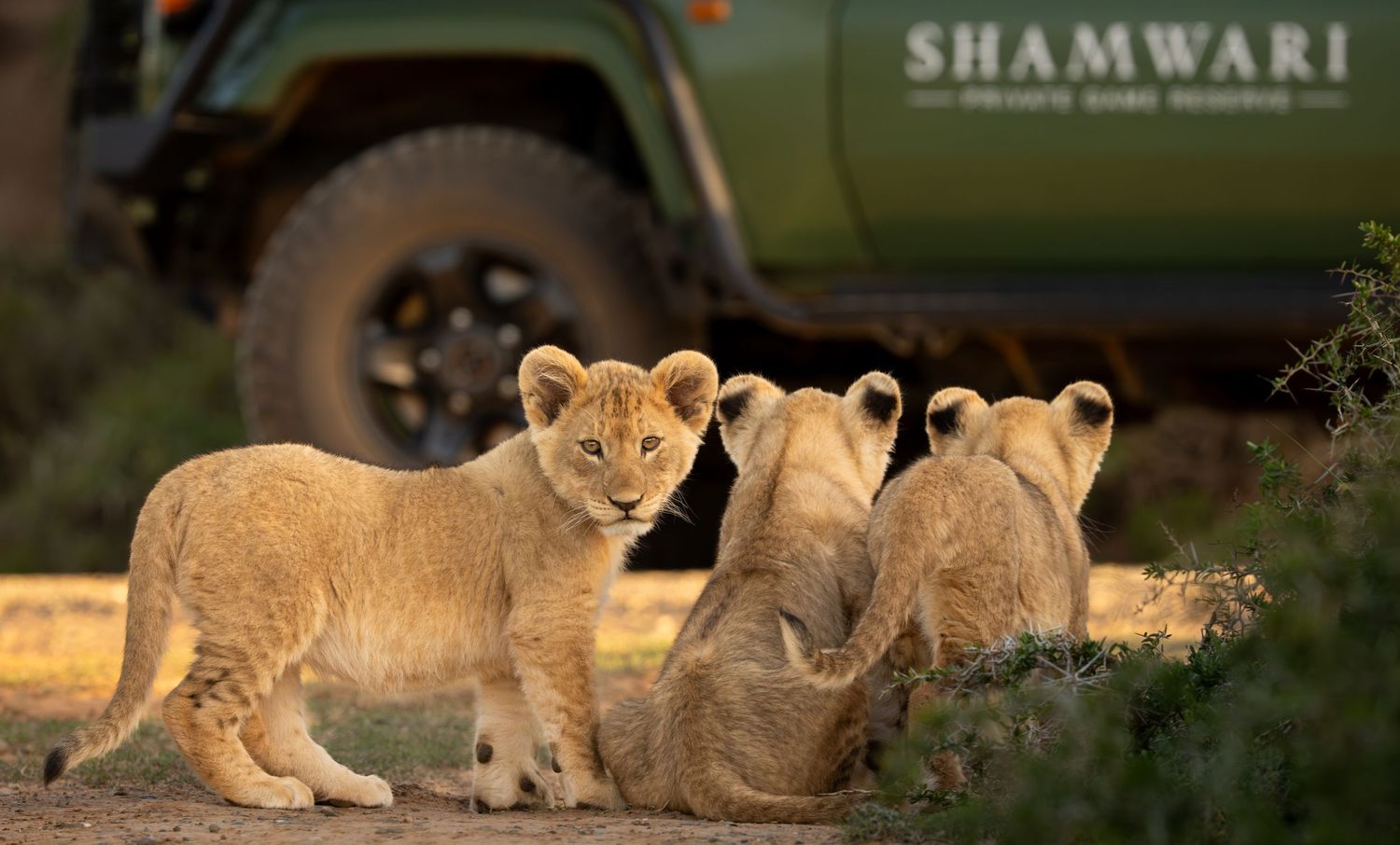 Three lion cubs near a Shamwari game reserve vehicle in golden light.