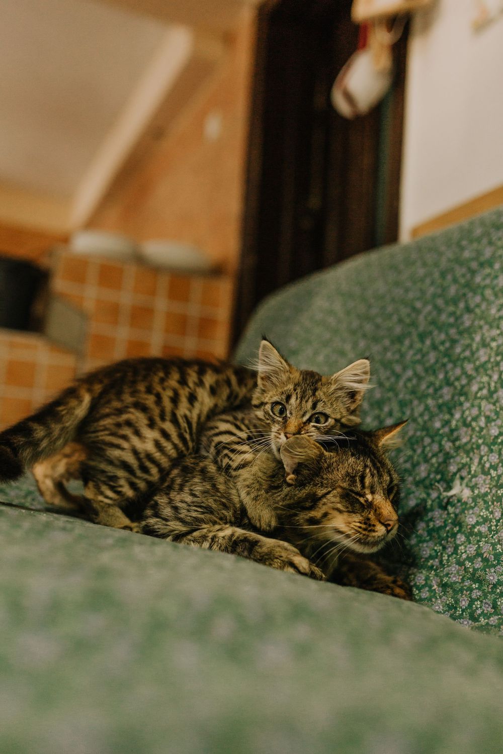 Two tabby cats cuddle together on a green floral sofa in a cozy room.