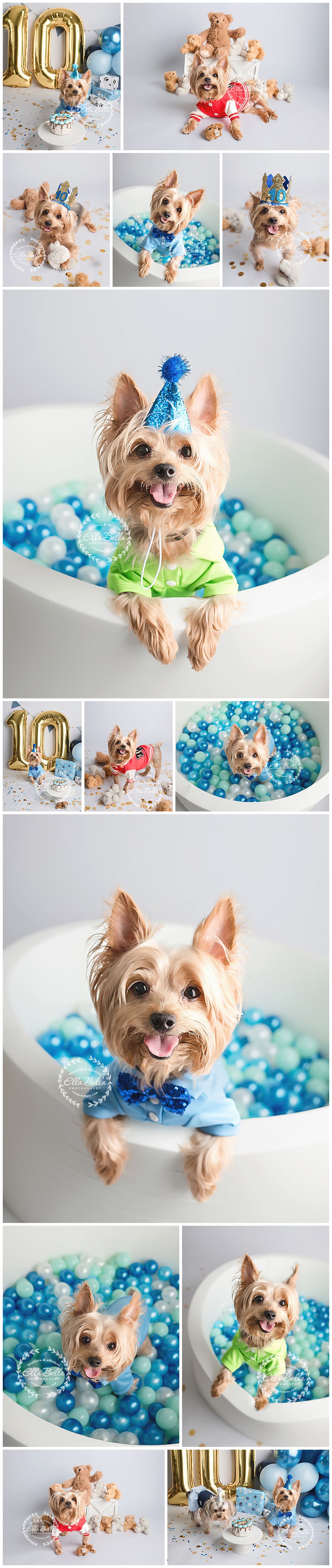 A Yorkshire Terrier celebrates its 10th birthday in a collage of festive photos featuring party hats, colorful outfits, and blue balloons.