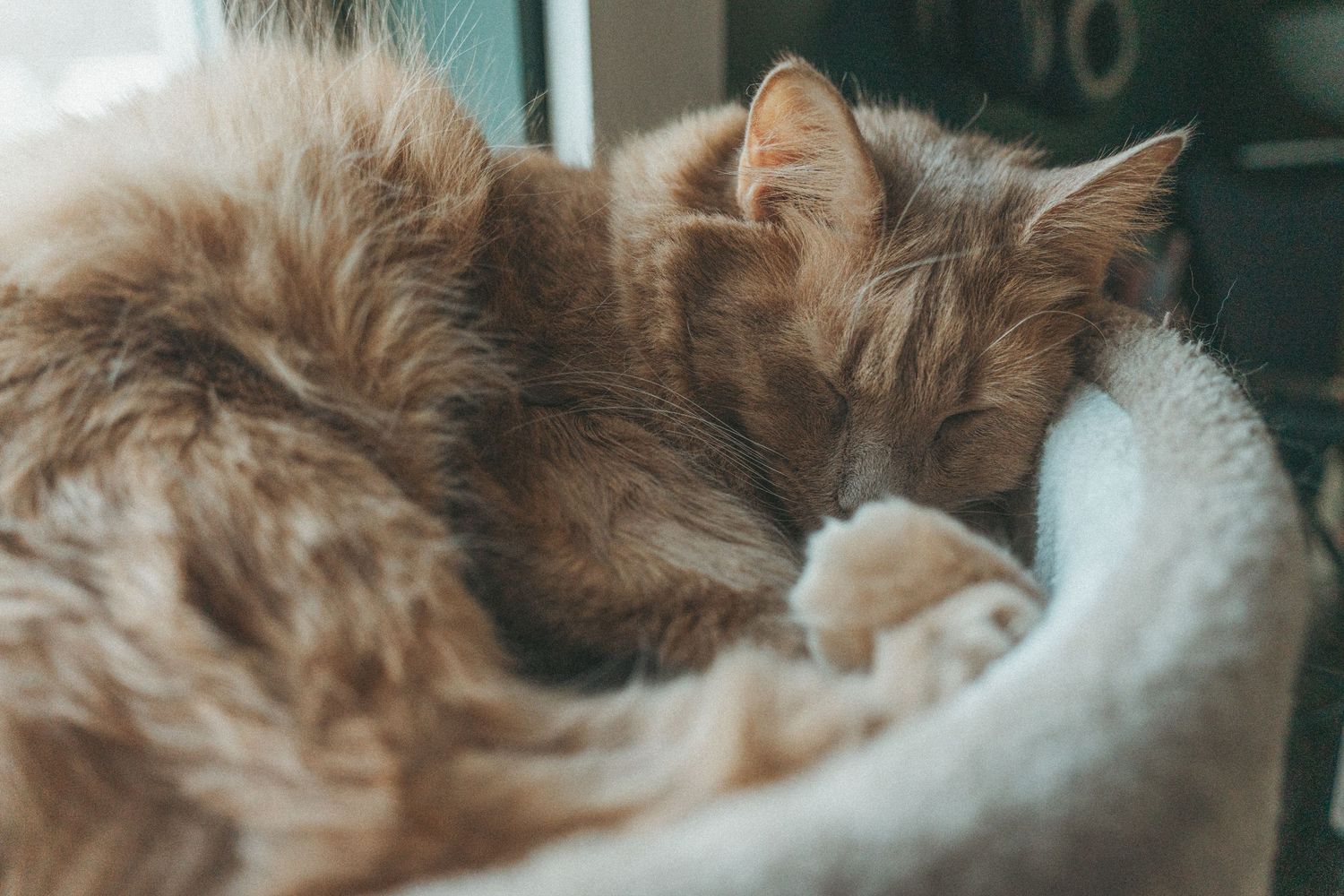 Fluffy orange tabby cat sleeping curled up in a cozy soft pet bed.