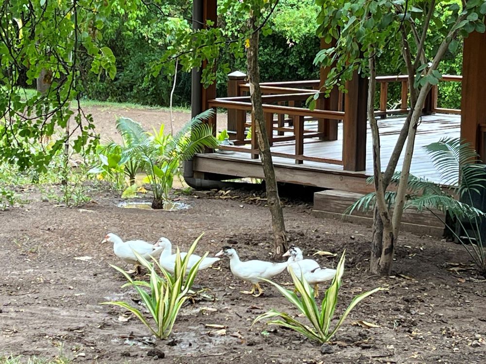 White ducks walking near a wooden deck surrounded by lush tropical greenery and plants in a serene garden setting.