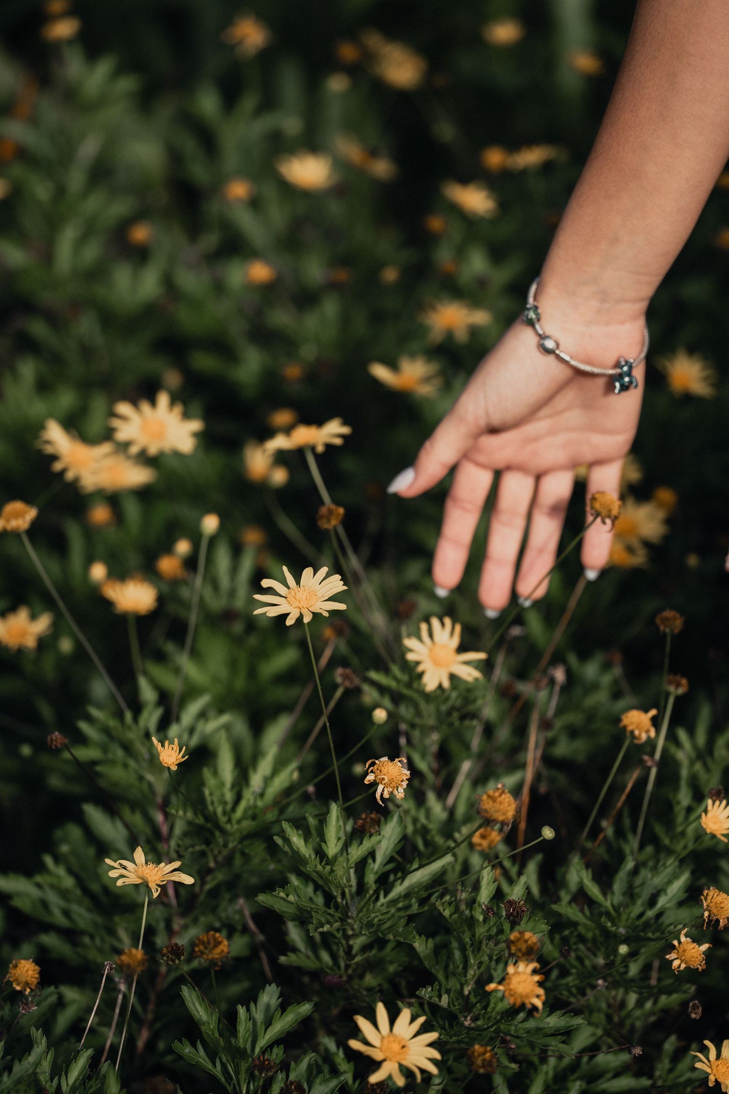 A hand reaches down to touch yellow daisies growing among green foliage in a garden.