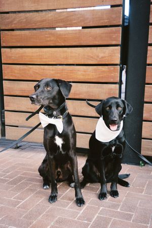 Two black dogs wearing formal bow ties sit together in a series of photos on brick pavement.