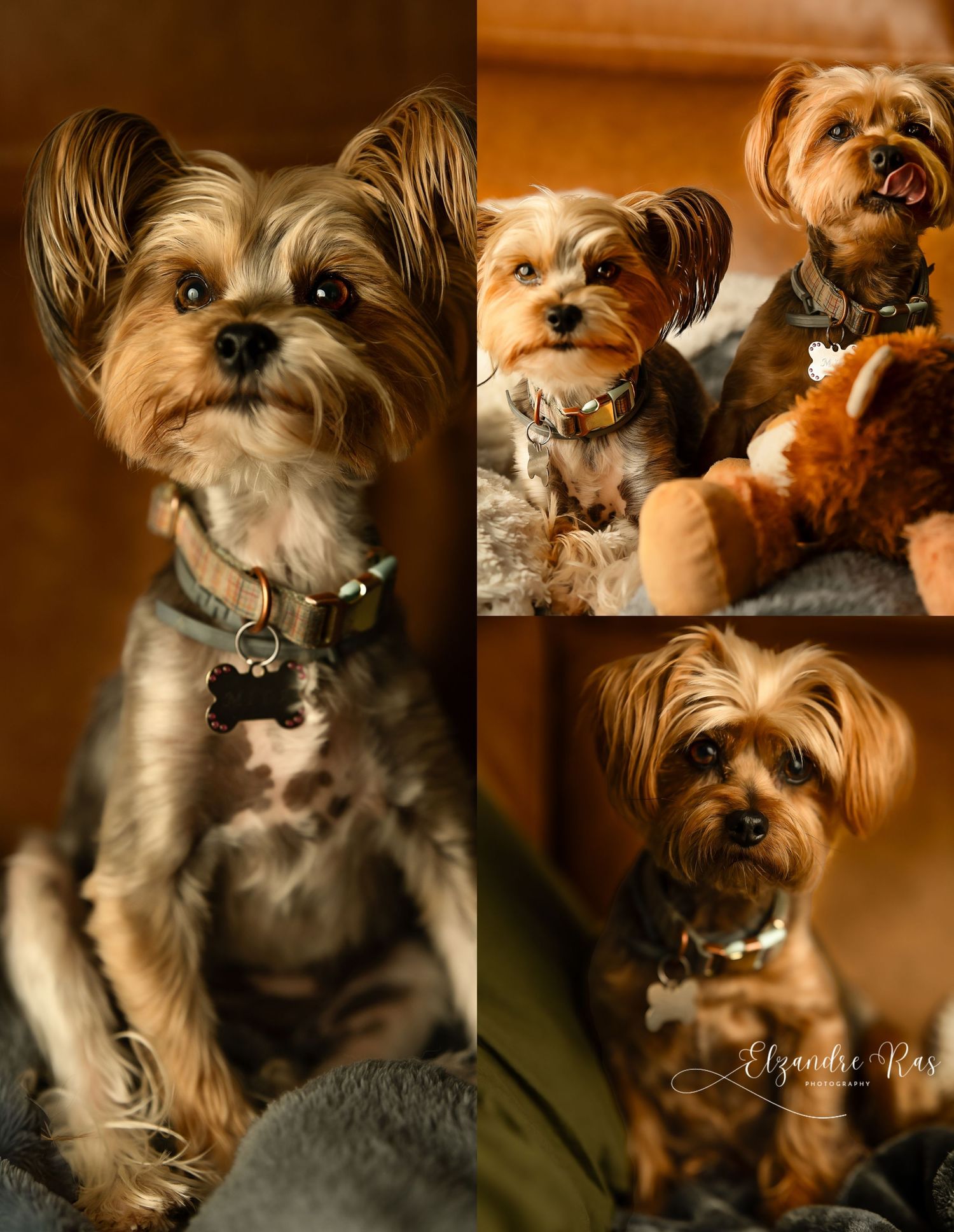 Collection of close-up portraits showing small gray terrier dog with expressive eyes in Pierre, South Dakota.