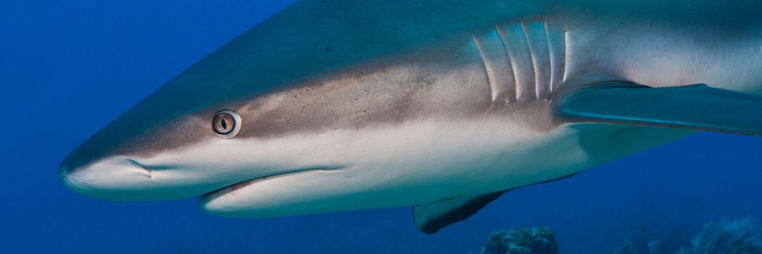 Close-up profile of grey reef shark swimming in deep blue ocean waters.