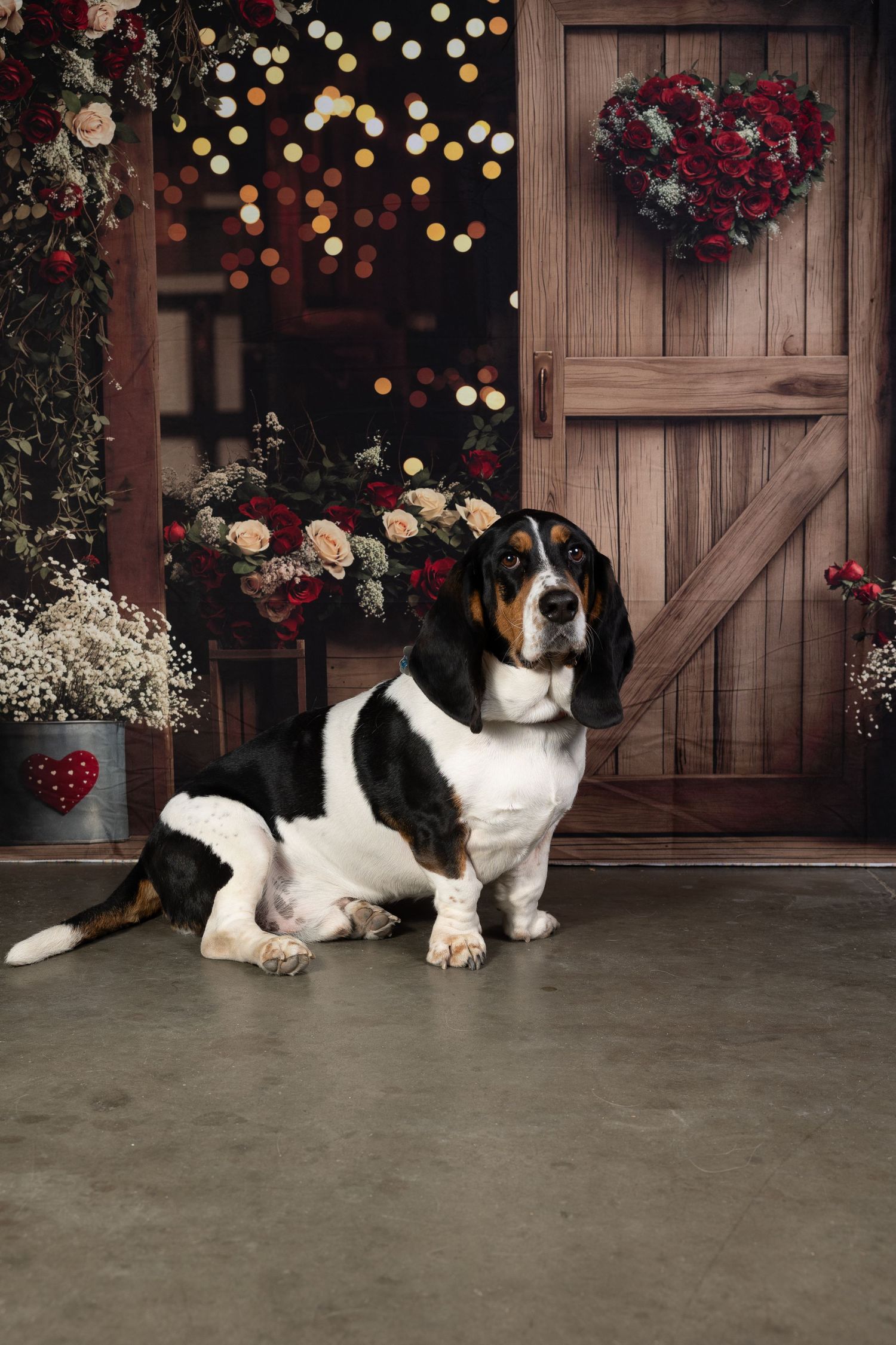 Black and white dog lounges in front of rustic wooden door decorated with floral arrangements and twinkling lights.