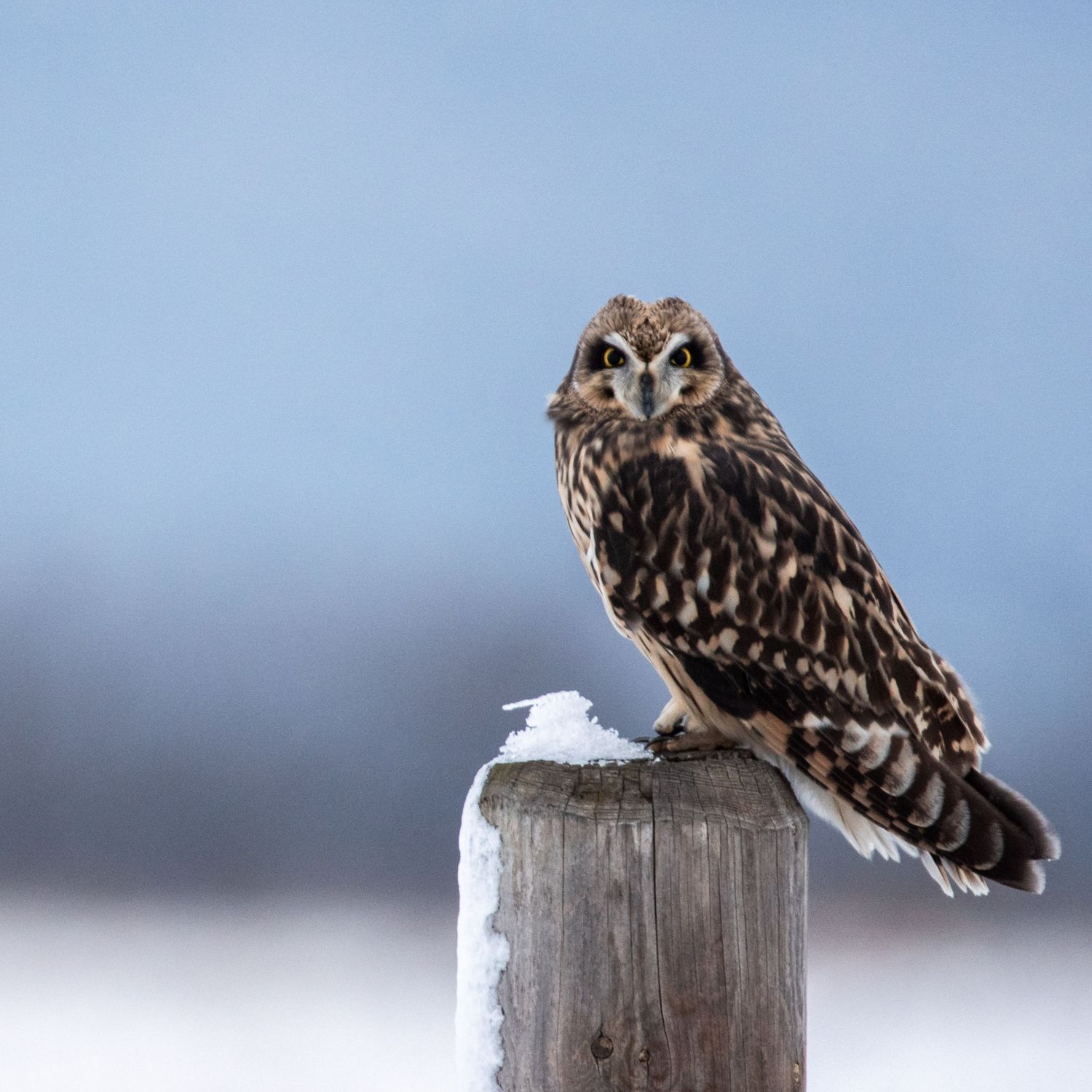 A short-eared owl sits on a snowy wooden post, looking toward the camera. Photo by Jessica Rix. #wacc:wild