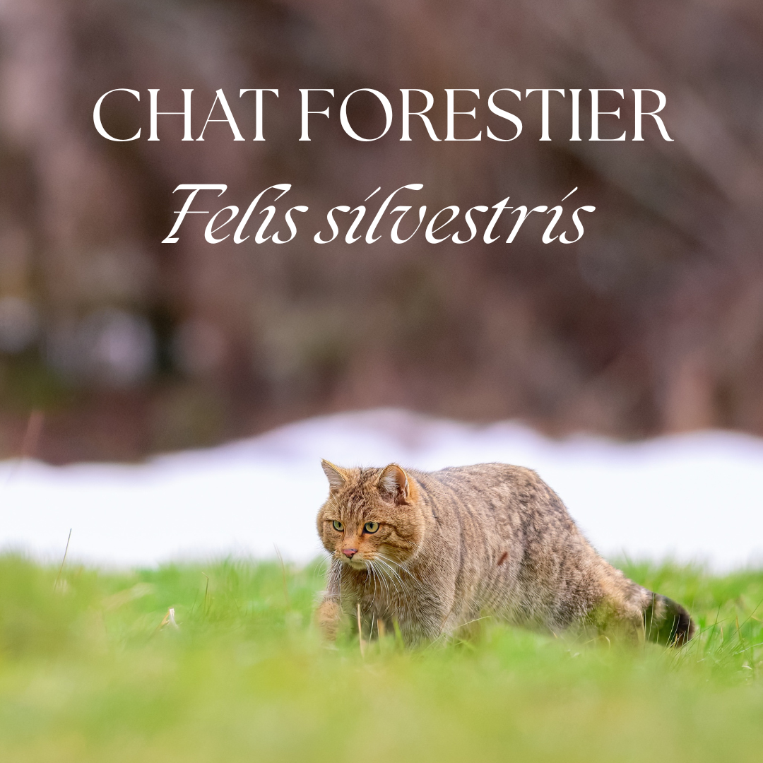 A European wildcat prowls through snowy terrain with alert posture and focused gaze in a winter forest setting.