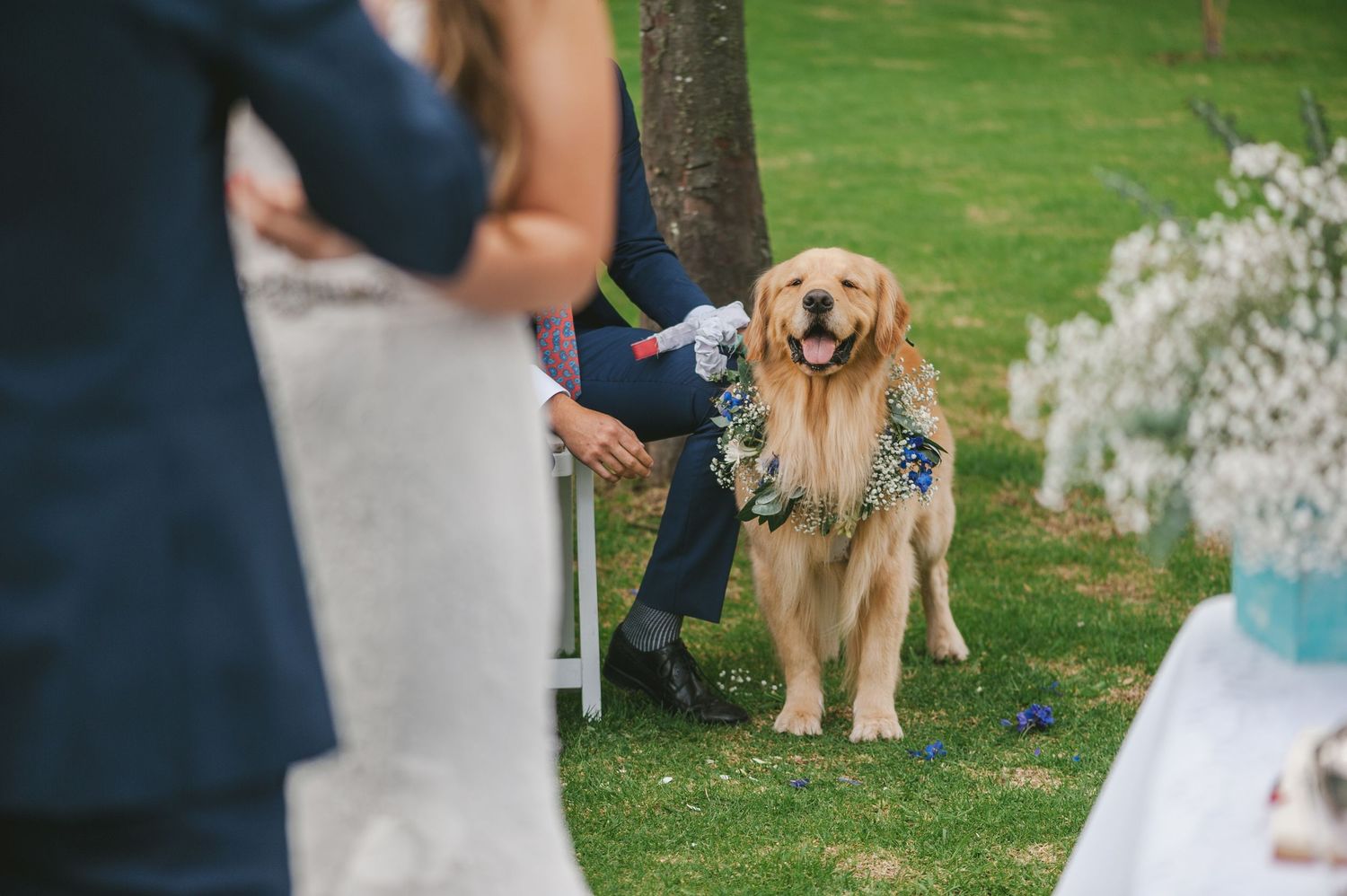 A golden retriever wearing a blue bowtie serves as ring bearer at an outdoor garden wedding ceremony.