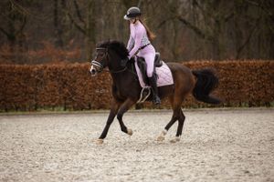 Gepassioneerde dieren en gezinsfotograaf