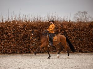 Gepassioneerde dieren en gezinsfotograaf