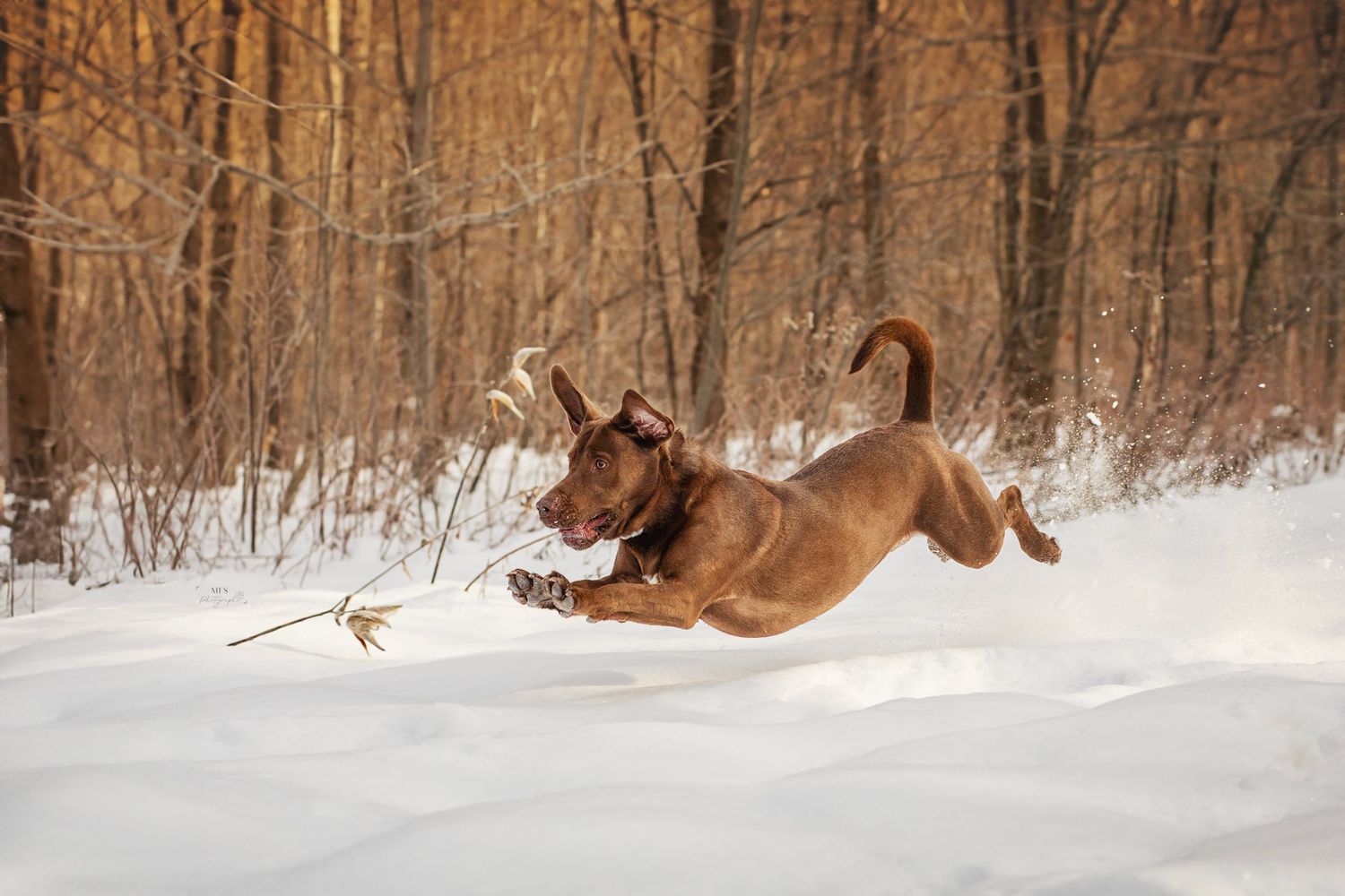 Chocolate labrador dog jumping in snow