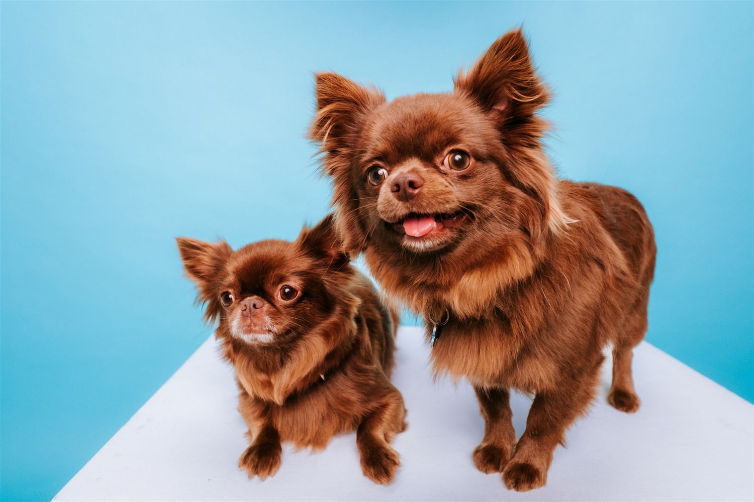 fotógrafo mascotas gran canaria, fotógrafo perros las palmas, fotógrafo perros gran canaria, las palmas, fotógrafo mascotas Las Palmas