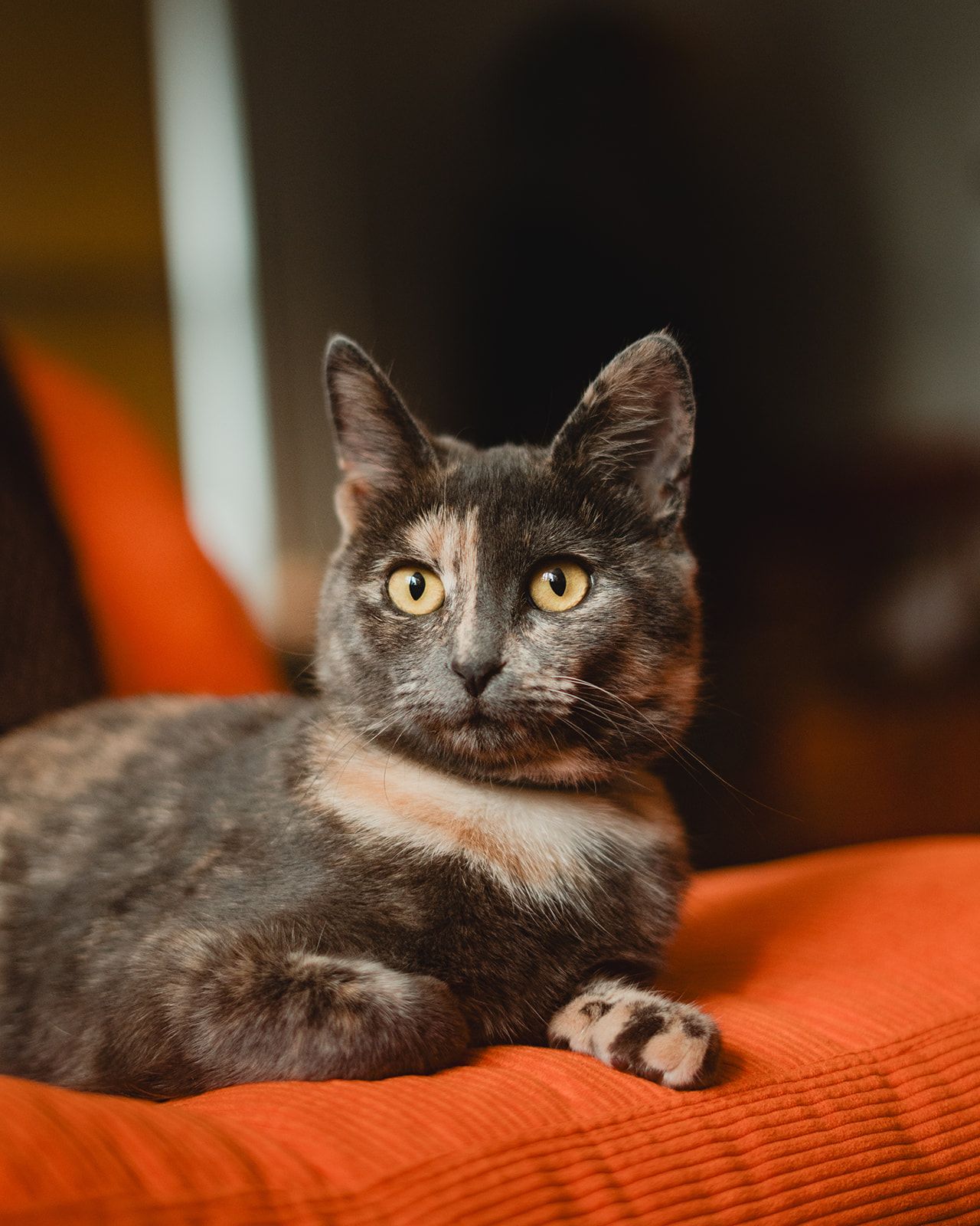 Hudson Valley New York pet photography of cat in home with natural window light